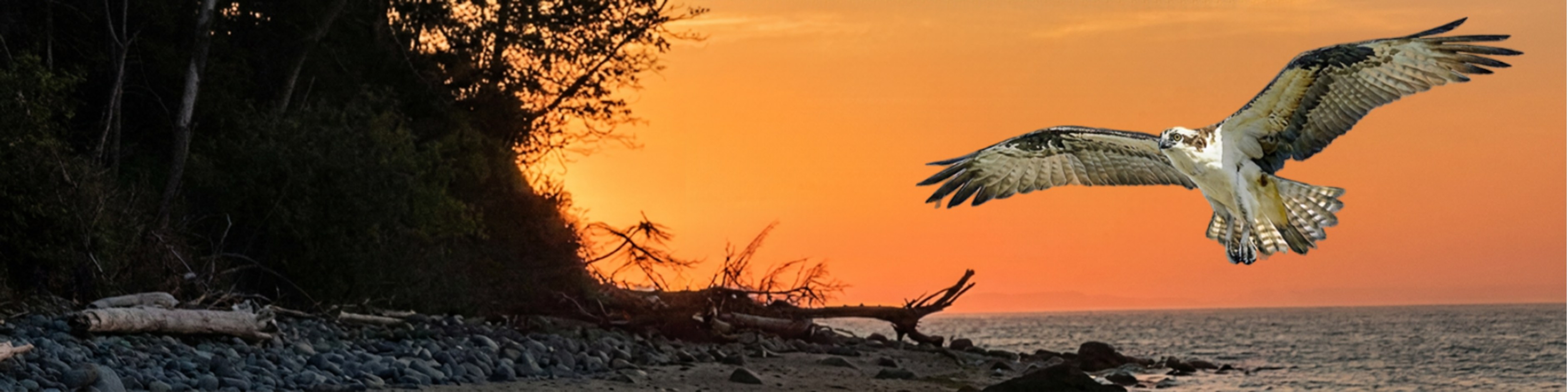 An osprey flying over the water at sunset, with a stony beach and trees on the shore